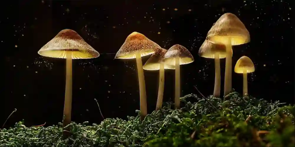 Shrooms